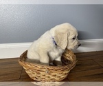 Small Photo #4 Golden Retriever Puppy For Sale in SIOUX FALLS, SD, USA