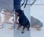 Small Photo #13 Rottweiler Puppy For Sale in YUCCA VALLEY, CA, USA