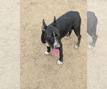 Small #1 Bull Terrier Mix