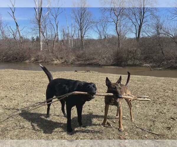 Medium Photo #2 Mutt Puppy For Sale in Imlay City, MI, USA