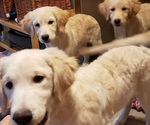 Small Photo #1 Golden Retriever Puppy For Sale in ROCK CREEK, OH, USA