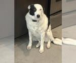 Small Border Collie