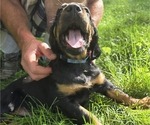 Puppy Puppy 3  Dark Gordon Setter