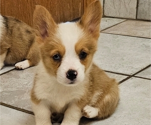 Pembroke Welsh Corgi Puppy for sale in MILTON, WI, USA