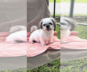 Shih Tzu Dogs for adoption in Weston, FL, USA