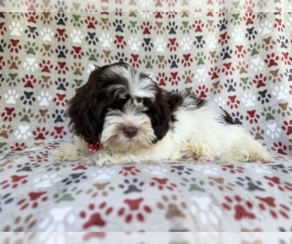 Medium Photo #3 ShihPoo Puppy For Sale in LAKELAND, FL, USA
