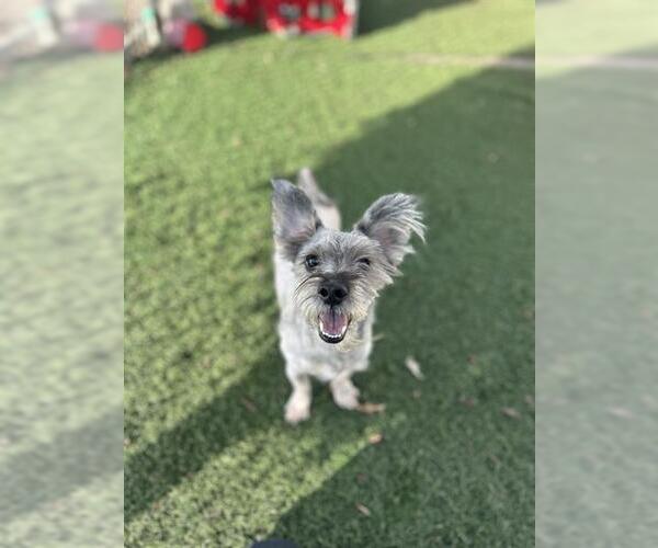 Medium Photo #1 Poodle (Miniature)-Unknown Mix Puppy For Sale in Chula Vista, CA, USA