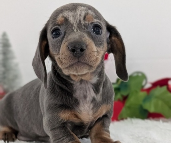 Medium Photo #27 Dachshund Puppy For Sale in GOSHEN, IN, USA
