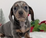 Small #11 Dachshund