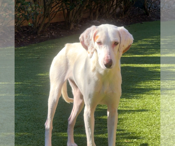 Medium Photo #2 Mutt Puppy For Sale in Hilton Head, SC, USA