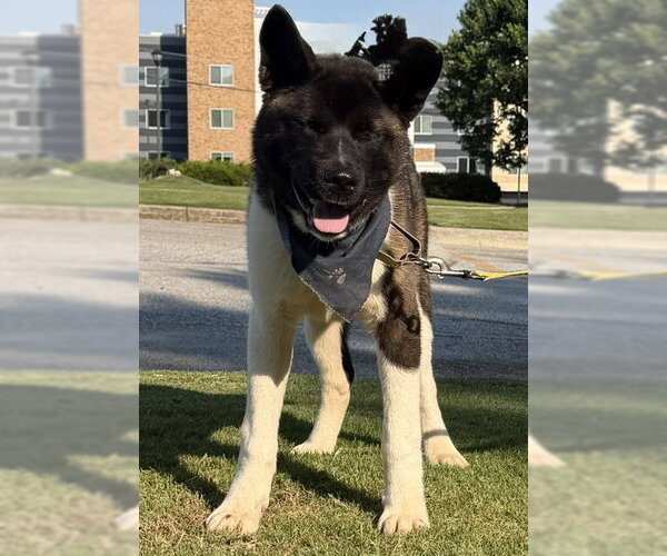Medium Photo #4 Akita Puppy For Sale in Newfoundland, PA, USA