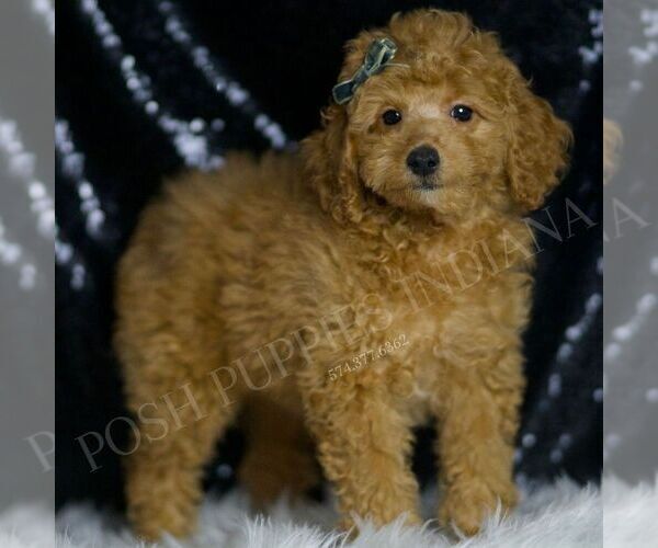 Medium Photo #5 Poodle (Toy) Puppy For Sale in WARSAW, IN, USA