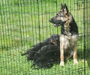 Mother of the German Shepherd Dog puppies born on 03/01/2022