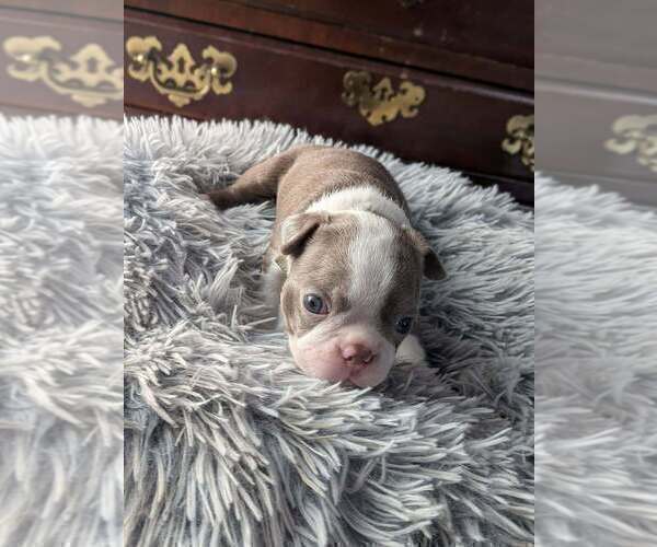 Medium Photo #3 Boston Terrier Puppy For Sale in GONIC, NH, USA