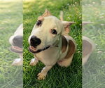 Small #1 American Pit Bull Terrier