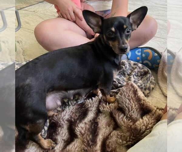 Medium Photo #1 Chiweenie Puppy For Sale in Candler, NC, USA