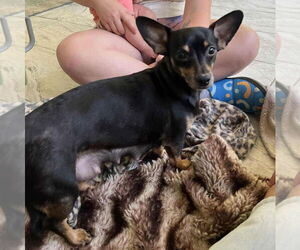 Chiweenie Dogs for adoption in Candler, NC, USA
