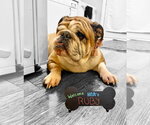Small #4 Bulldog