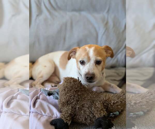 Medium Photo #2 Chihuahua-Unknown Mix Puppy For Sale in pomfret, CT, USA