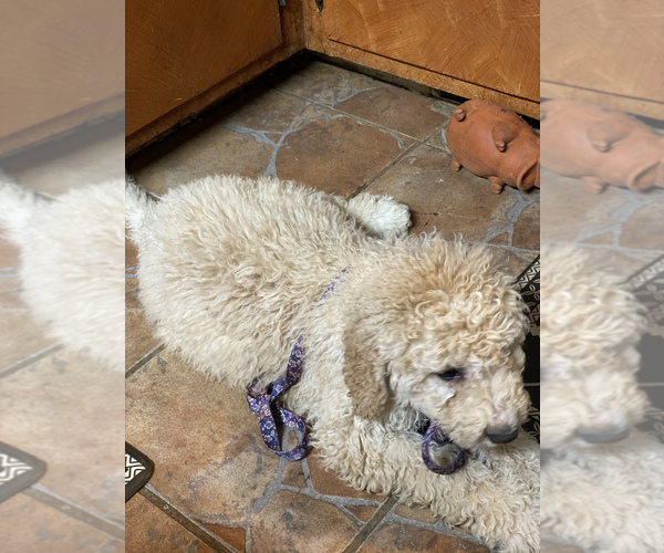 Medium Photo #16 Pyredoodle Puppy For Sale in MOORESVILLE, NC, USA