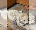 Small Photo #16 Pyredoodle Puppy For Sale in MOORESVILLE, NC, USA