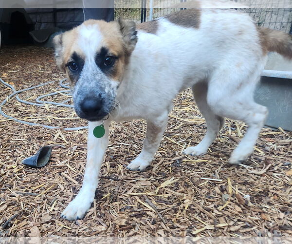 Medium Photo #4 Mutt Puppy For Sale in Paso Robles, CA, USA
