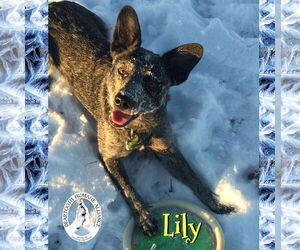 Mutt Dogs for adoption in Red Lodge, MT, USA