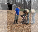 Small #3 Mountain Cur-Plott Hound Mix