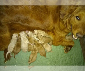Mother of the Goldendoodle puppies born on 05/30/2020