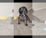 Small Photo #15 Labradoodle Puppy For Sale in SAN ANTONIO, TX, USA