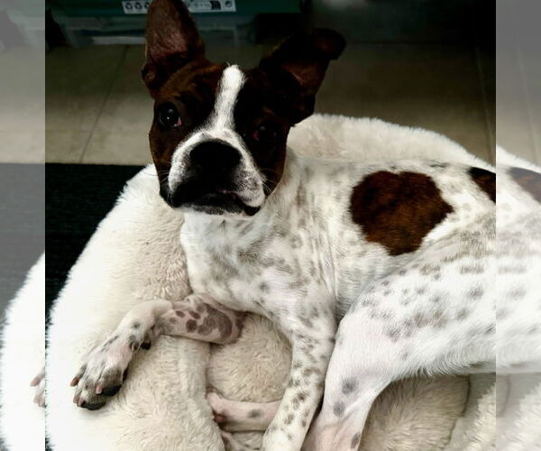 Medium Photo #4 Boston Terrier-Unknown Mix Puppy For Sale in Huntington Beach, CA, USA