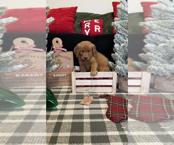 Medium Photo #2 Golden Retriever Puppy For Sale in LAKELAND, FL, USA