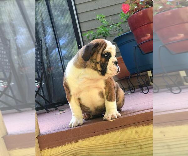 Medium Photo #4 English Bulldog Puppy For Sale in WOODSTOCK, GA, USA