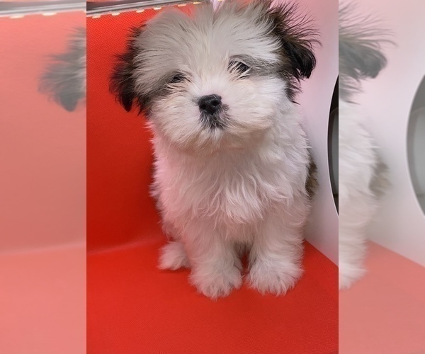 Medium Photo #1 Shih Tzu Puppy For Sale in TEMPLE, TX, USA