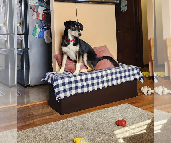 Medium Photo #13 Mutt Puppy For Sale in Doylestown, PA, USA