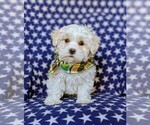 Small Photo #3 Maltese Puppy For Sale in ATGLEN, PA, USA