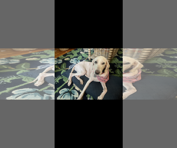 Medium Photo #2 Pyredoodle Puppy For Sale in Holly Springs, NC, USA