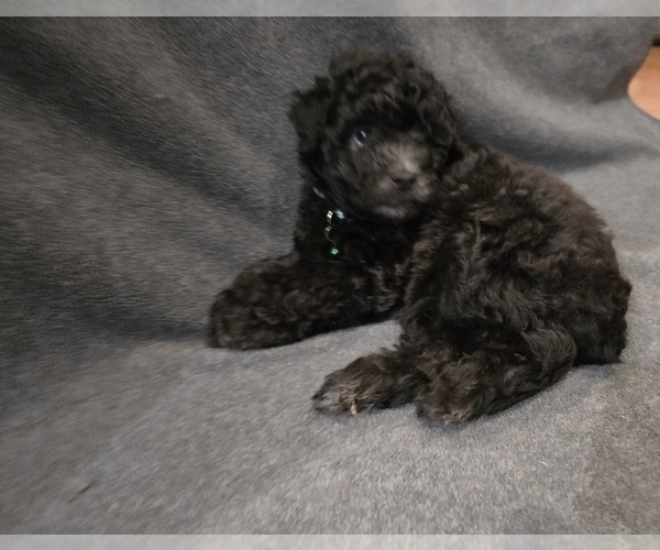 Medium Photo #4 Whoodle (Miniature) Puppy For Sale in KATY, TX, USA