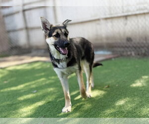 Julie - Female German Shepherd Dog Dog for Adoption - Photo #2