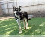 Small Photo #2 German Shepherd Dog Puppy For Sale in San Diego, CA, USA
