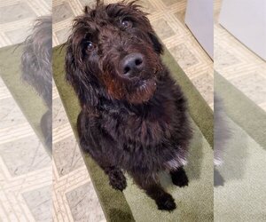 Labradoodle Dogs for adoption in New Castle, DE, USA