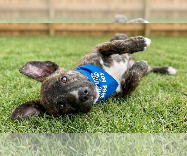 Medium Photo #3 Mountain Cur-Unknown Mix Puppy For Sale in Grovertown, IN, USA