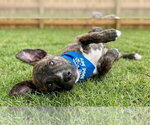 Small #2 Mountain Cur Mix