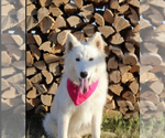 Small Photo #1 Native American Indian Dog-Schnauzer (Giant) Mix Puppy For Sale in AMARILLO, TX, USA