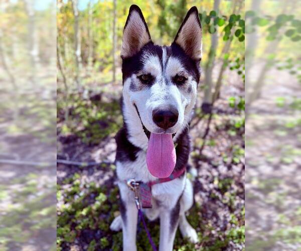 Medium Photo #3 Siberian Husky Puppy For Sale in Frisco, CO, USA