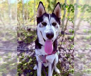 BRIAN - Male Siberian Husky Dog for Adoption - Photo #3
