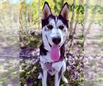 Small Photo #3 Siberian Husky Puppy For Sale in Frisco, CO, USA
