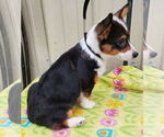 Small Pembroke Welsh Corgi