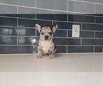 Small Photo #7 French Bulldog Puppy For Sale in PORT READING, NJ, USA