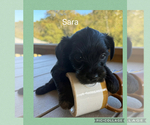 Sara - Female YorkiePoo-Yorkshire Terrier Mix Puppy for Sale - Photo #4